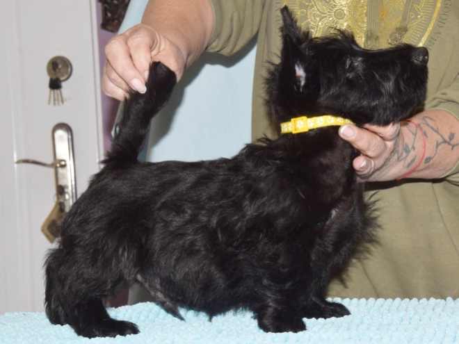 Perros Terrier Escocés en venta