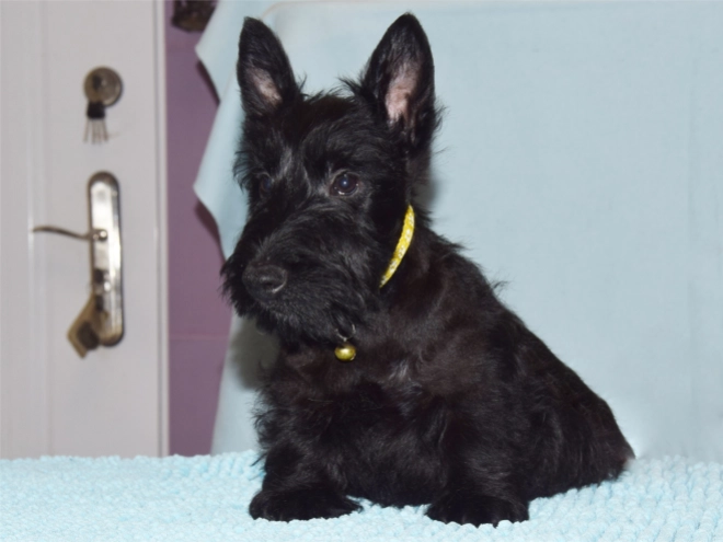 Perros Terrier Escocés en venta