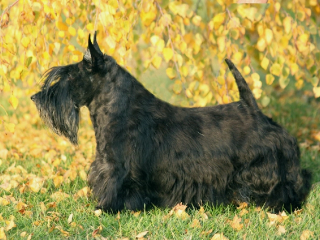 Perros Terrier Escocés en venta