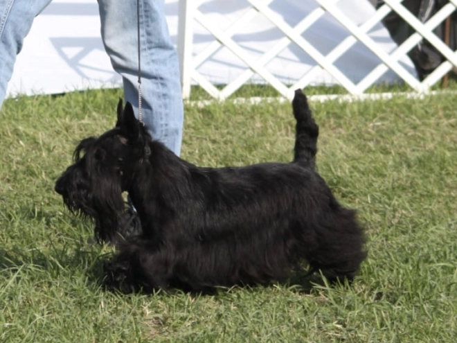 Perros Terrier Escocés en venta