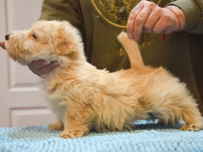 Perros Terrier Escocés en venta