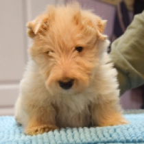 Duncan, wheaten Scottish Terrier for sale