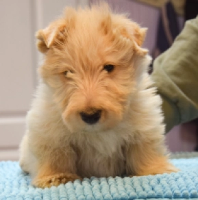 Perros Terrier Escocés en venta