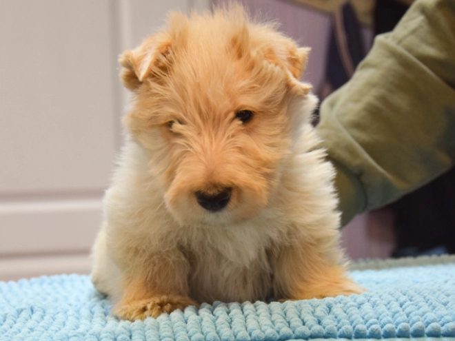 Perros Terrier Escocés en venta