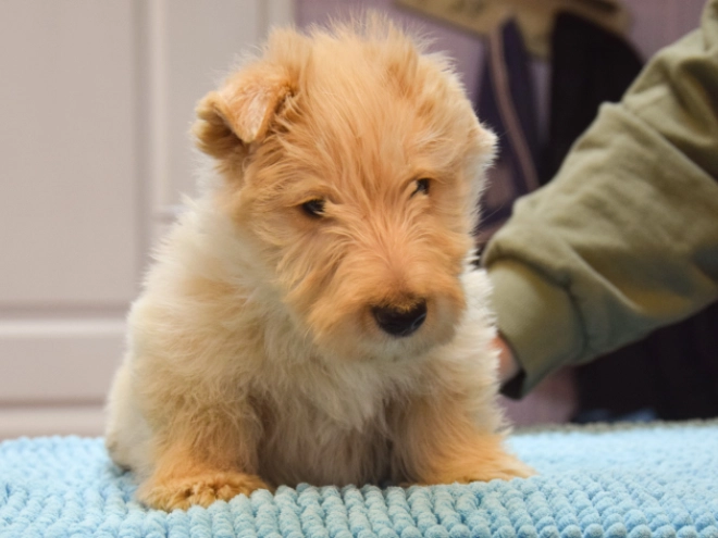 Perros Terrier Escocés en venta