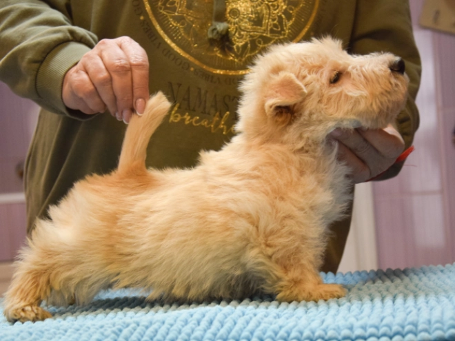 Perros Terrier Escocés en venta