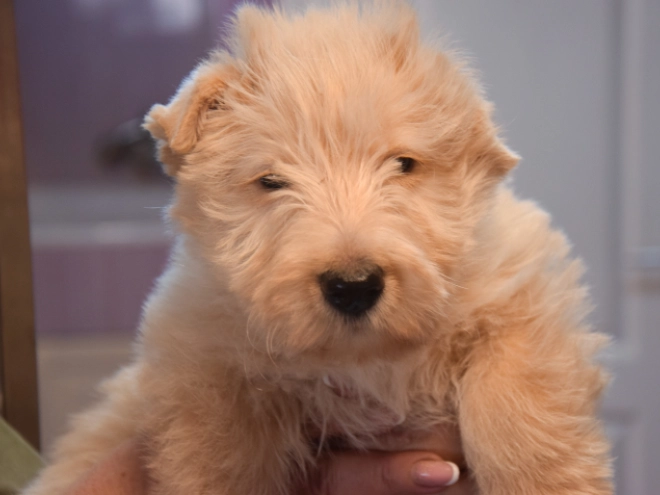 Perros Terrier Escocés en venta