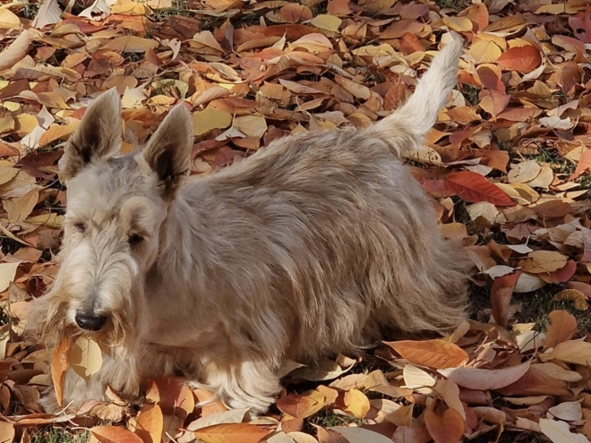 Perros Terrier Escocés en venta