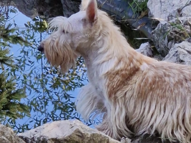 Perros Terrier Escocés en venta