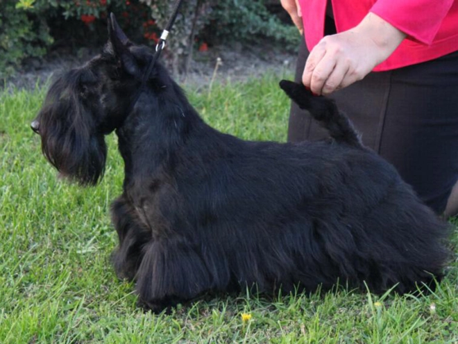 Scottish Terrier puppy for sale