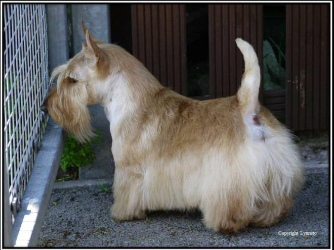 Perros Terrier Escocés en venta