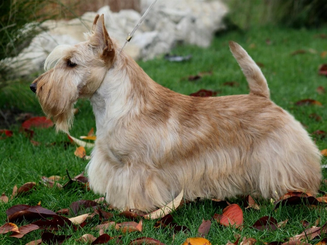 Scottish Terrier puppy for sale