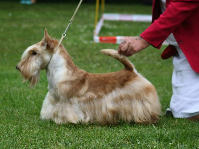Perros Terrier Escocés en venta