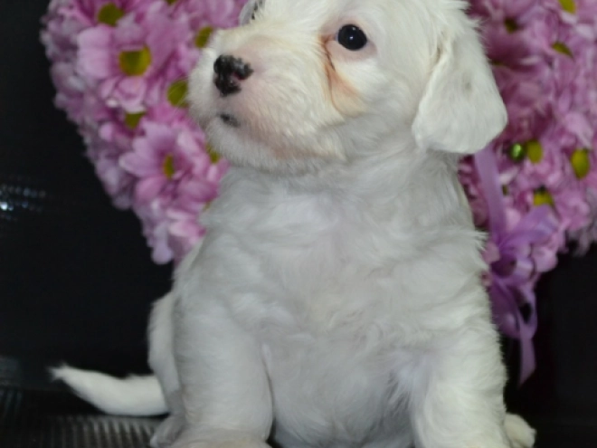 Sealyham Terrier Welpe kaufen