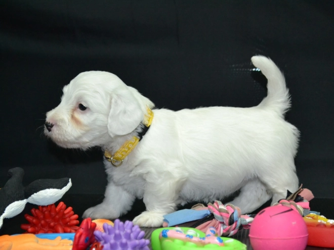 Sealyham Terrier Welpe kaufen
