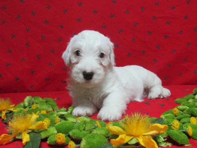 Sealyham Terrier Welpe kaufen