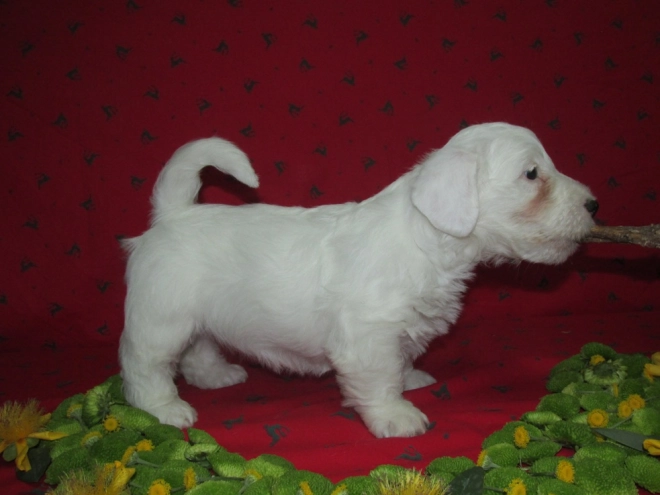 Sealyham Terrier Welpe kaufen
