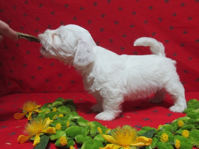 Sealyham Terrier Welpe kaufen