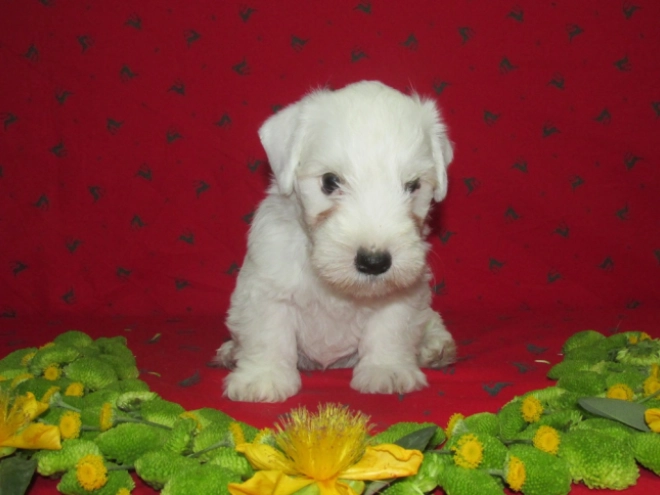 Sealyham Terrier Welpe kaufen