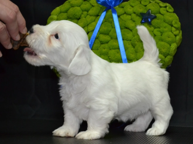 Sealyham Terrier Welpe kaufen