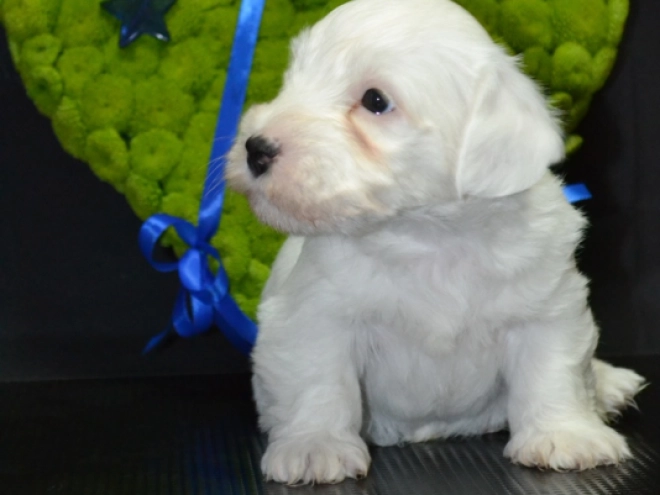 Sealyham Terrier Welpe kaufen