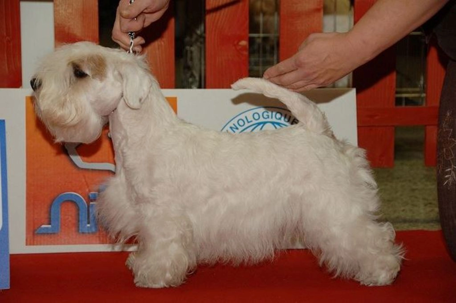 Kobe Sealyham Terrier Puppy for sale EuroPuppy