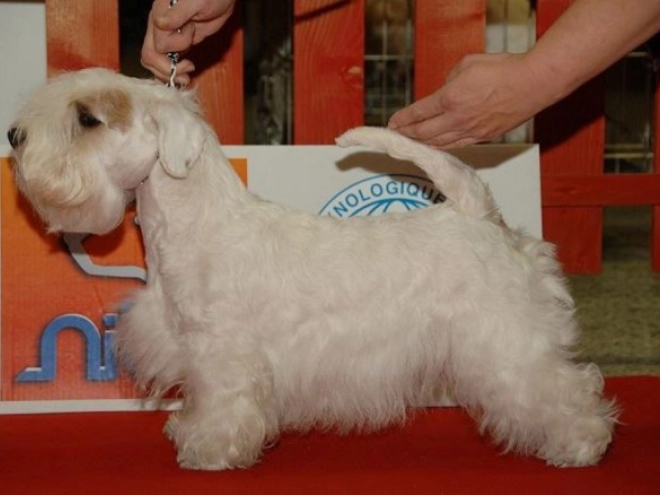 Sealyham Terrier Welpe kaufen