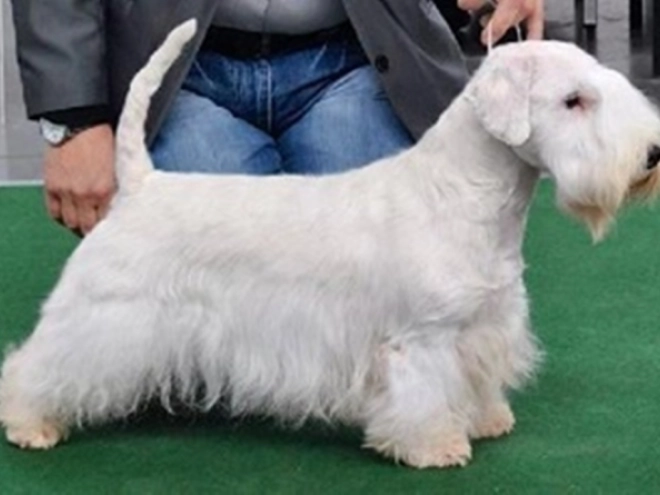 Sealyham Terrier Welpe kaufen