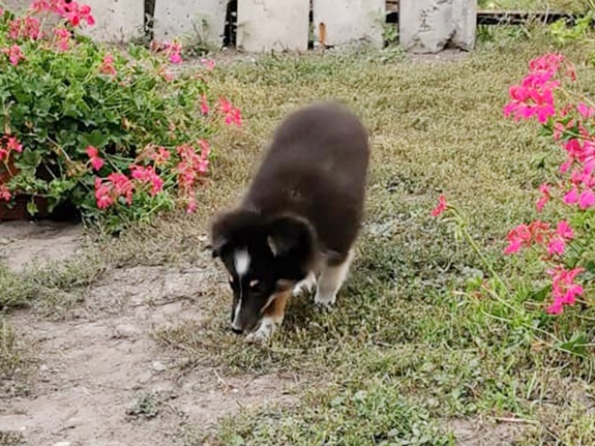 Perros Pastor de Shetland en venta
