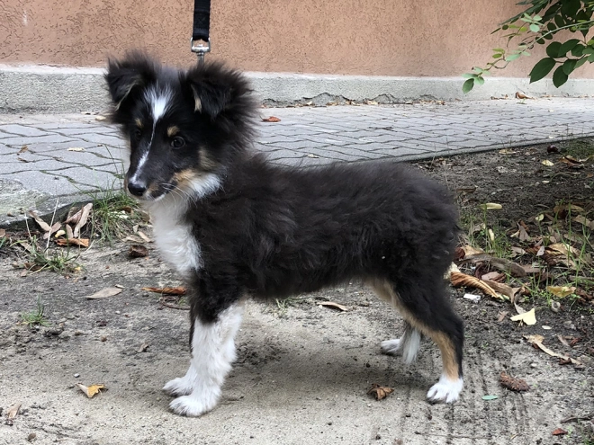 Perros Pastor de Shetland en venta