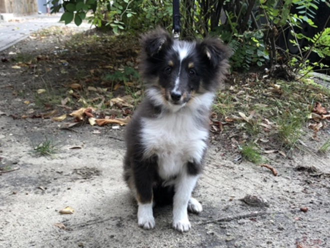 Perros Pastor de Shetland en venta