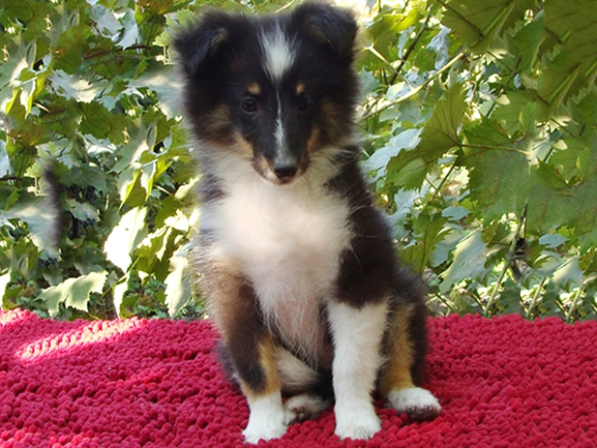 Perros Pastor de Shetland en venta