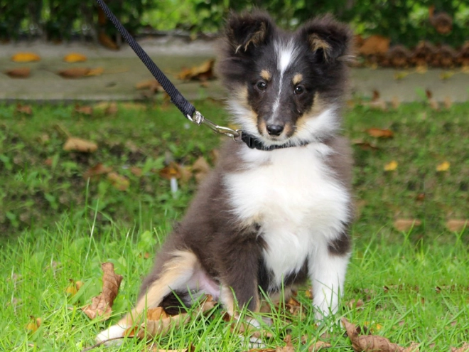 Perros Pastor de Shetland en venta