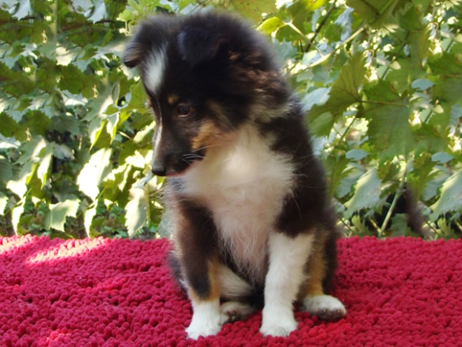 Perros Pastor de Shetland en venta