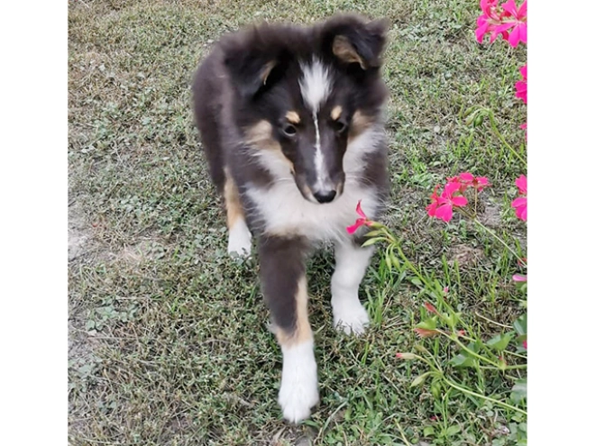 Perros Pastor de Shetland en venta