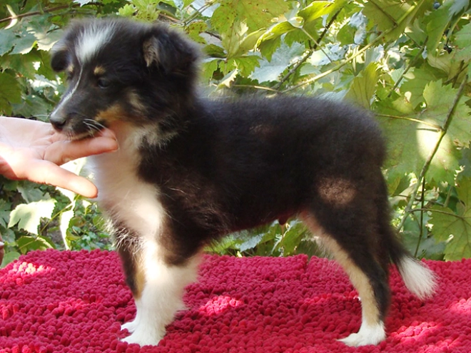 Perros Pastor de Shetland en venta