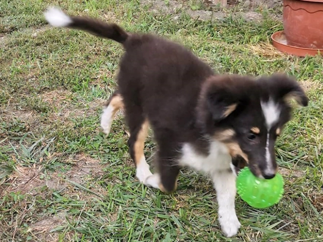 Perros Pastor de Shetland en venta