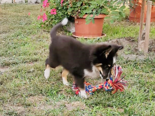 Perros Pastor de Shetland en venta