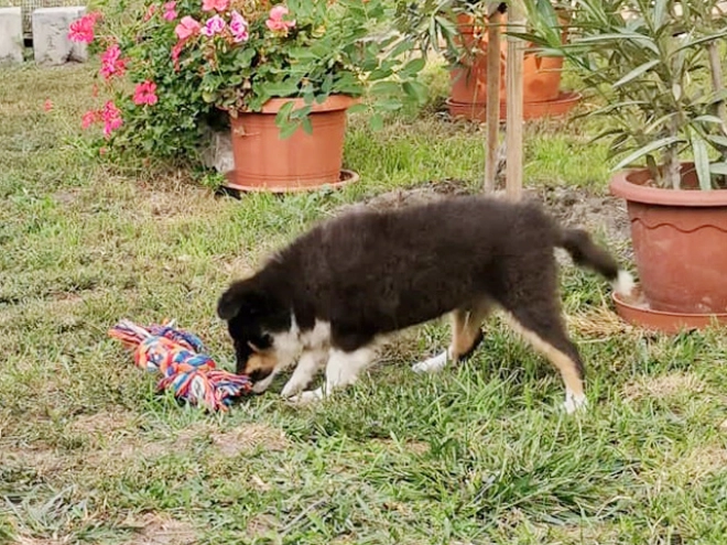 Perros Pastor de Shetland en venta