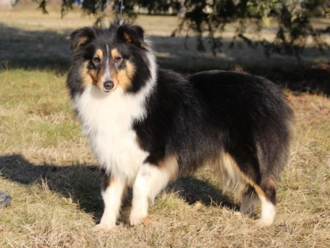 Perros Pastor de Shetland en venta