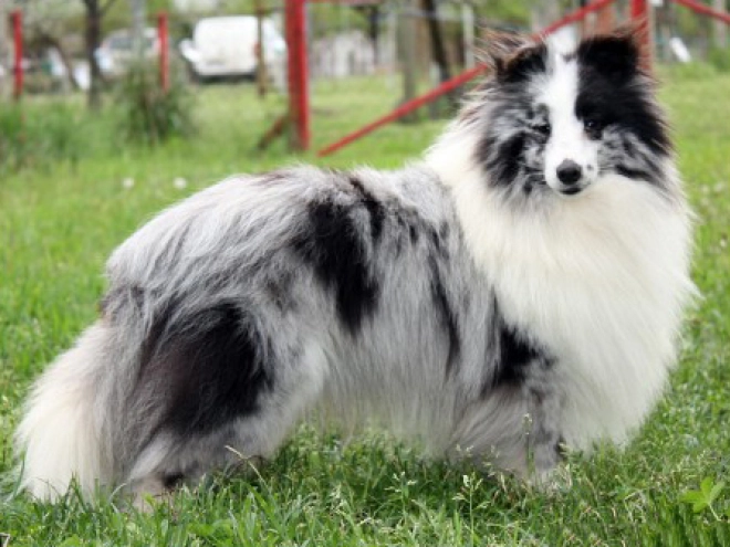 Perros Pastor de Shetland en venta