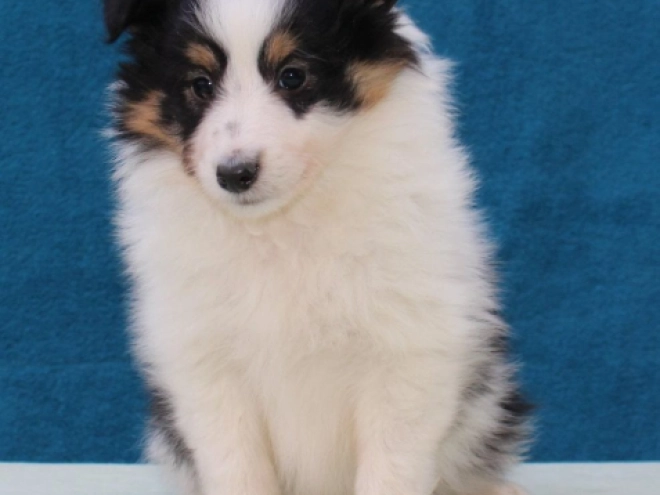 Sheltie Welpe kaufen
