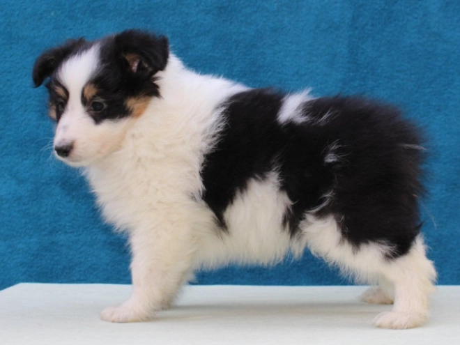 Sheltie Welpe kaufen