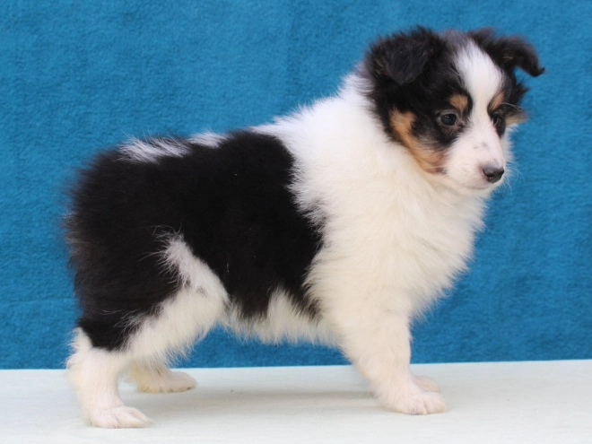 Sheltie Welpe kaufen