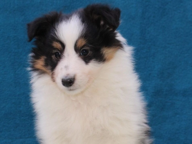 Sheltie Welpe kaufen