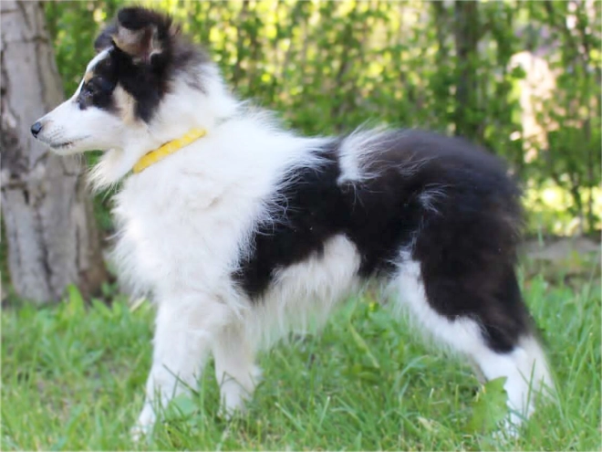 Sheltie Welpe kaufen