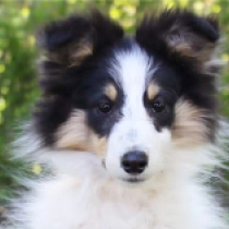 Colin, black tricolor Shetland Sheepdog for sale