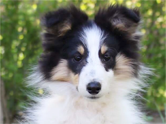 Sheltie Welpe kaufen