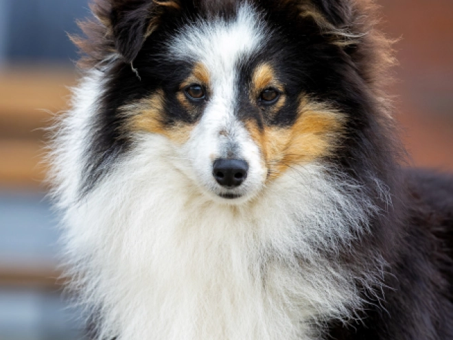 Sheltie Welpe kaufen