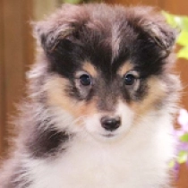 Genna, tricolor Shetland Sheepdog for sale